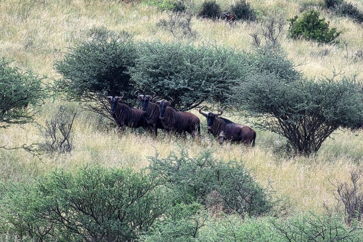 Game and Lifestyle Farm for Sale – Northern Cape - Photo 5