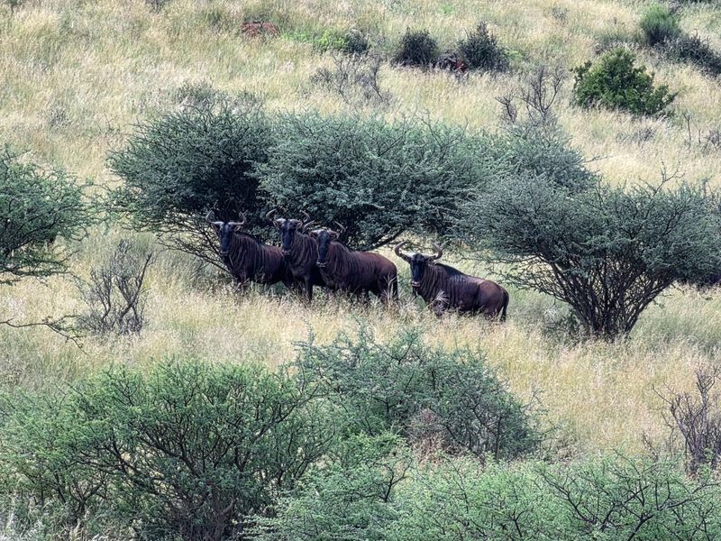 Game and Lifestyle Farm for Sale – Northern Cape - Photo 5