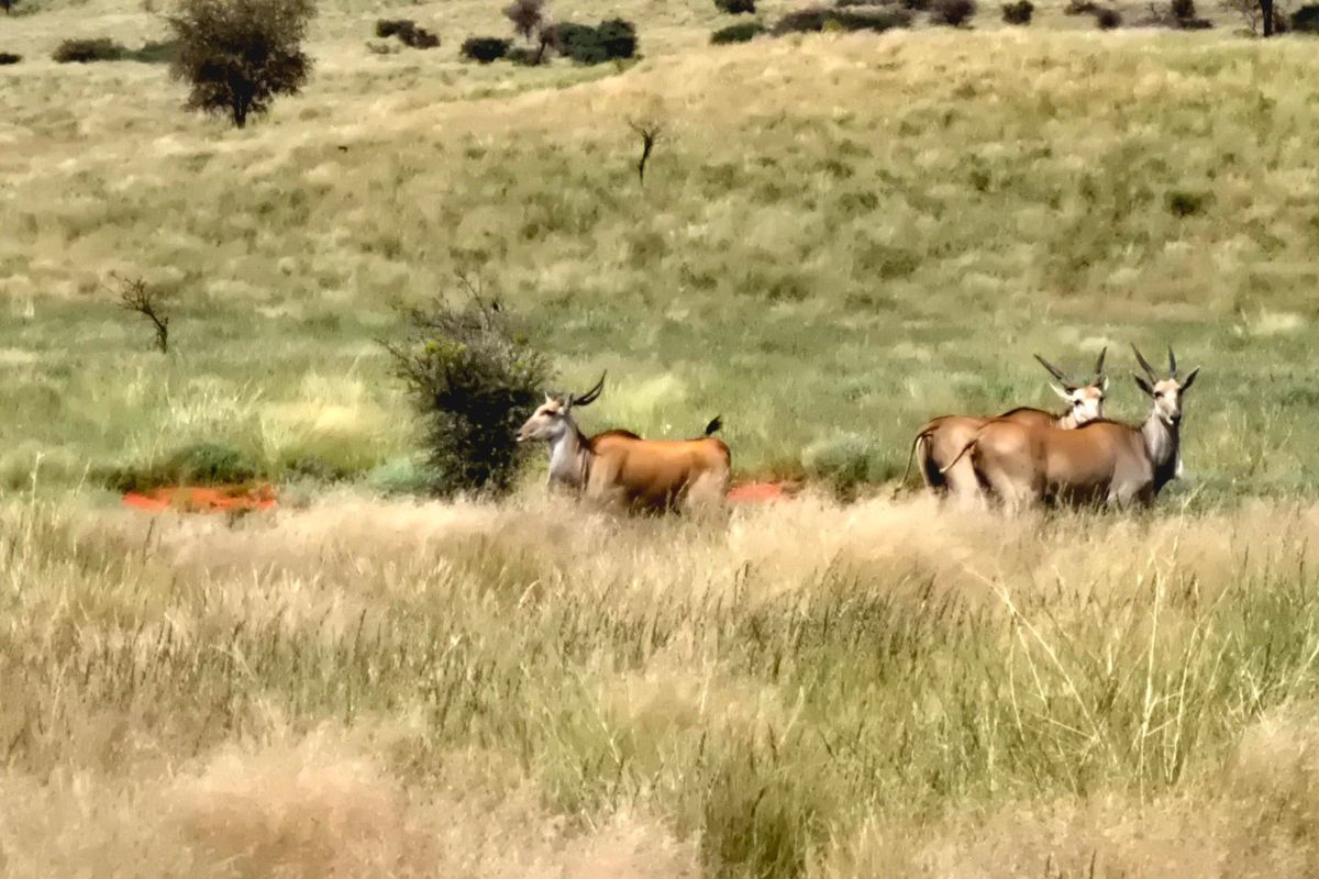 Game and Lifestyle Farm for Sale – Northern Cape - Photo 3