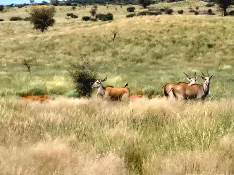 Game and Lifestyle Farm for Sale – Northern Cape - Photo 3