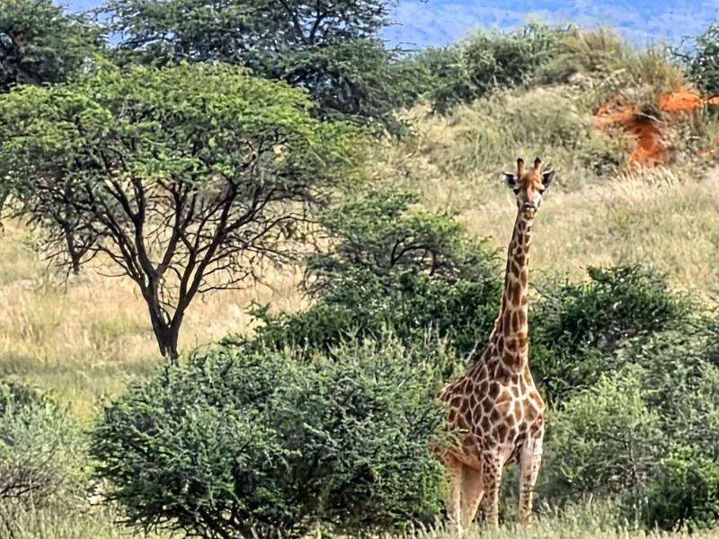 Game and Lifestyle Farm for Sale – Northern Cape - Photo 4