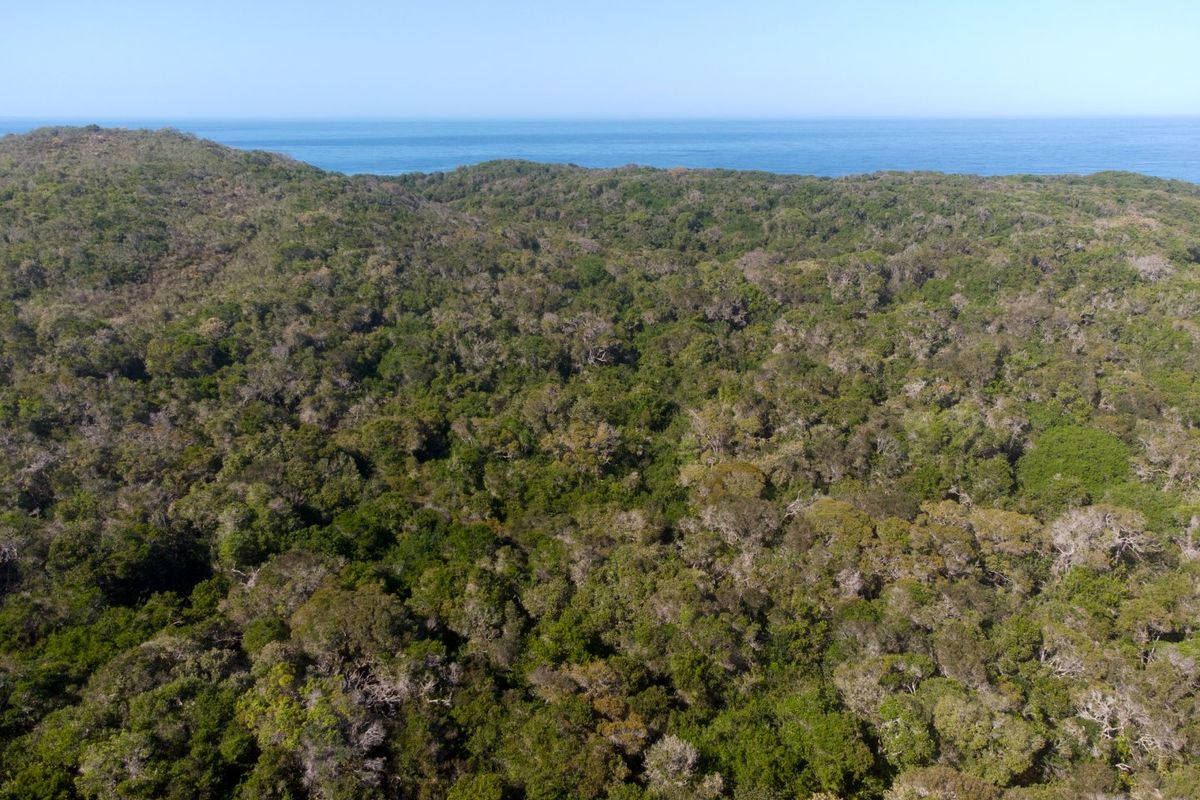 An aerial view of a densely forested coastal property with expansive ocean views.