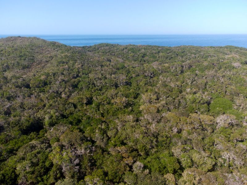 An aerial view of a densely forested coastal property with expansive ocean views.