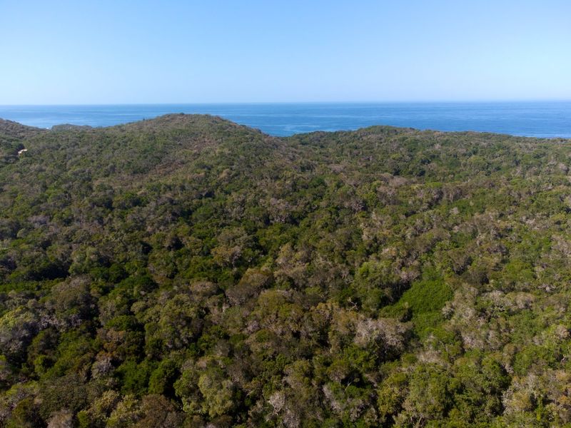 An aerial view of a densely forested coastal property featuring expansive natural vegetation and direct ocean views.