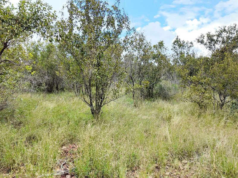 330 hectares Vaalwater, fully fenced, 5-star address - Photo 10