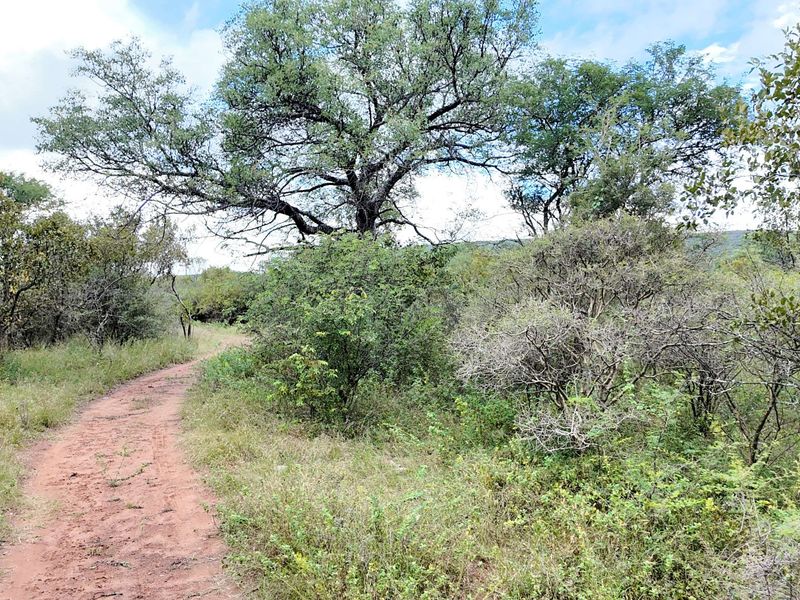 330 hectares Vaalwater, fully fenced, 5-star address - Photo 8