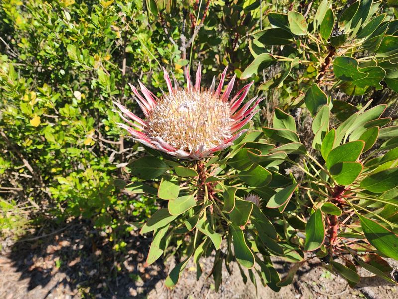 Premium stand in Fernwood Estate, Knysna - Photo 10