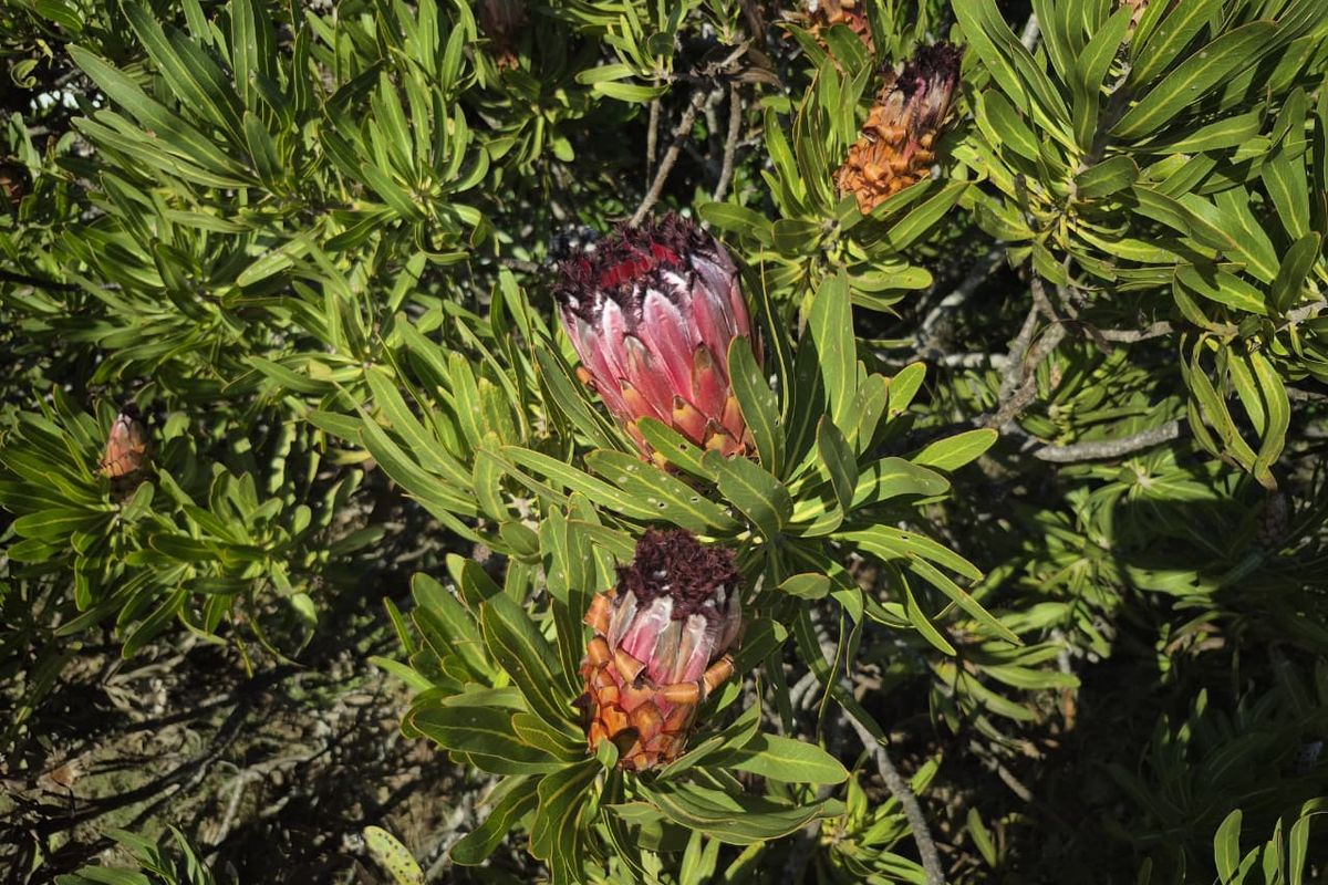 Premium stand in Fernwood Estate, Knysna - Photo 5