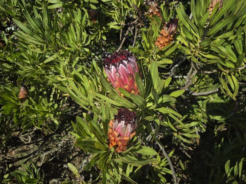 Premium stand in Fernwood Estate, Knysna - Photo 5