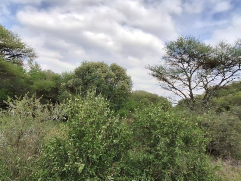 A view of the natural landscape and indigenous trees on the farm property.