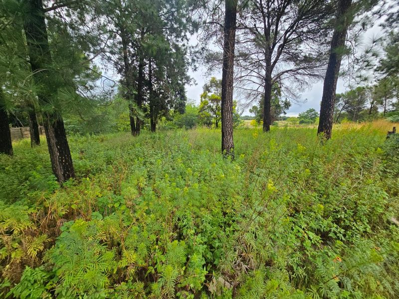 A view of a vacant residential plot featuring mature trees and dense natural vegetation.