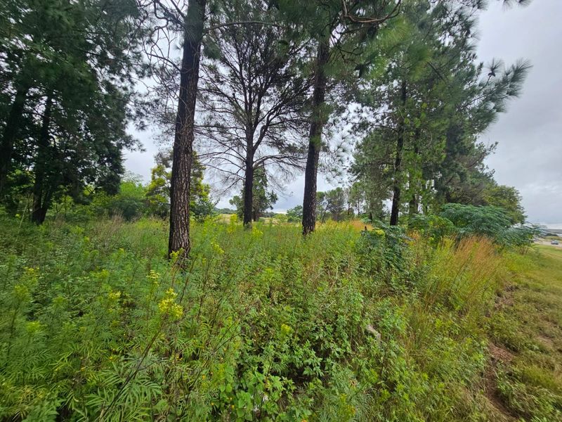 A view of a vacant residential plot featuring mature trees and natural vegetation, offering a peaceful and private setting for future development.