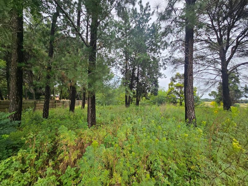 A view of a vacant residential plot featuring mature pine trees and a perimeter boundary fence, offering a natural setting for development.