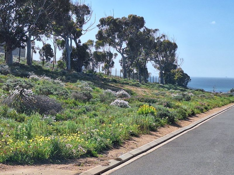 A view of a sloped residential plot featuring established trees, natural vegetation, and coastal views, adjacent to a paved street with concrete curbing.
