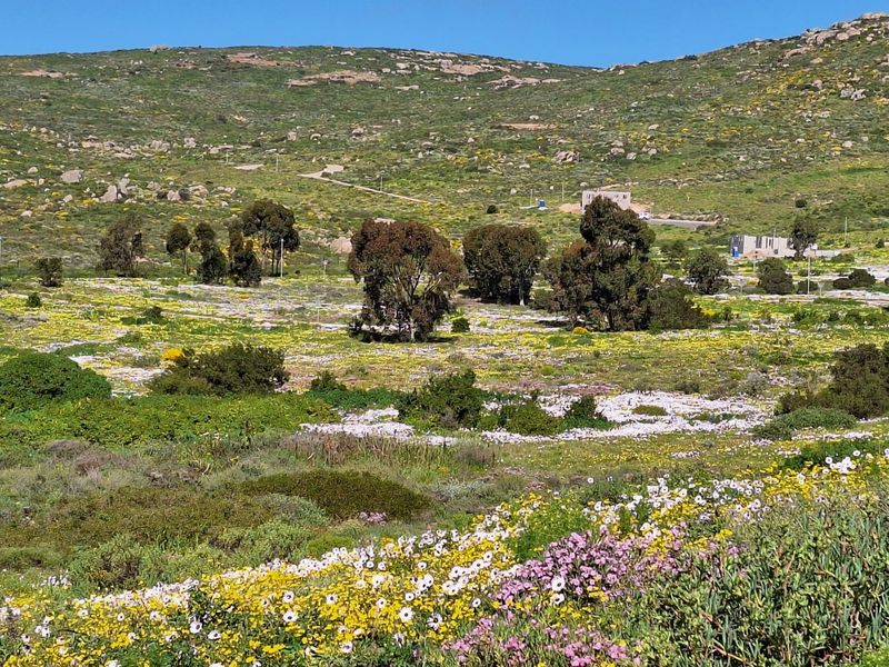 A scenic view of a natural, undeveloped residential land plot featuring indigenous wildflowers and native trees against a hilly backdrop.