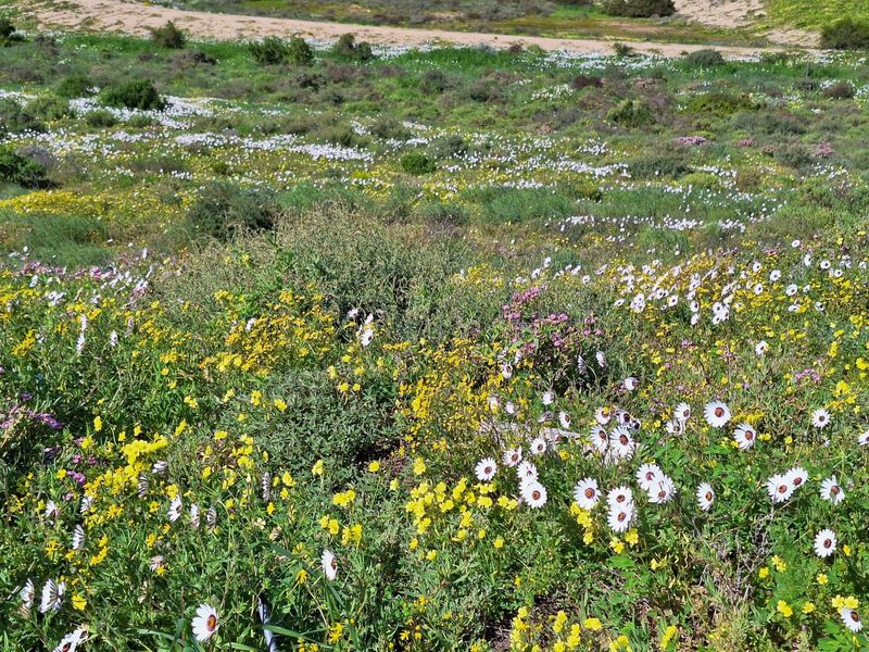 A scenic view of a vacant residential plot featuring natural landscape and seasonal wildflowers.