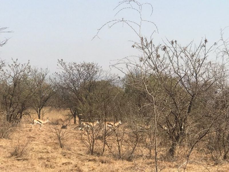 Exclusive La Camargue Plot in Hartbeespoort Wildlife Estate - Photo 9