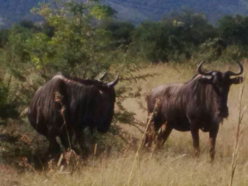 Exclusive La Camargue Plot in Hartbeespoort Wildlife Estate - Photo 8