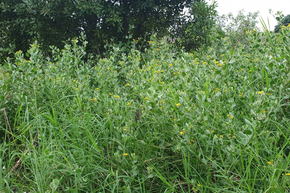 Vacant Land for sale in palm lakes  - Photo 2