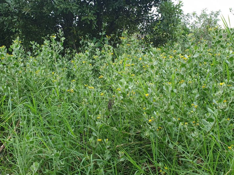 Vacant Land for sale in palm lakes  - Photo 2