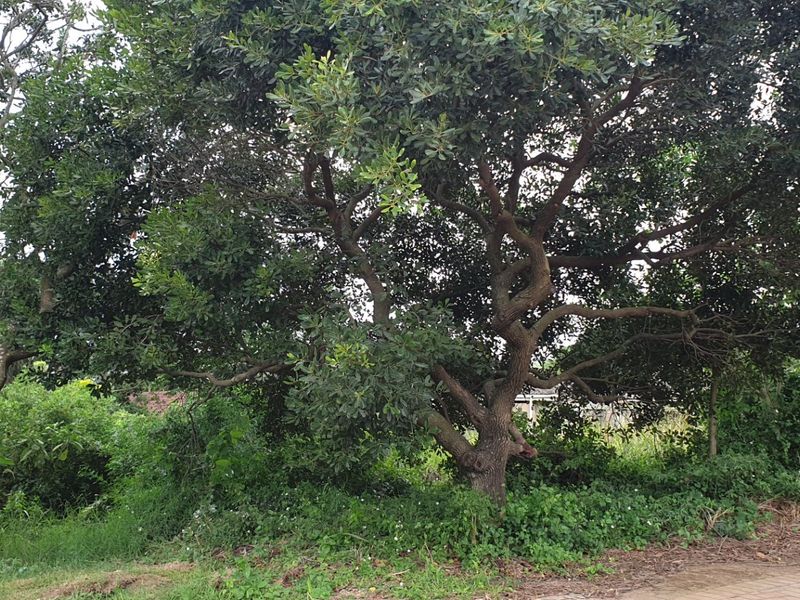 Vacant Land for sale in palm lakes  - Photo 7