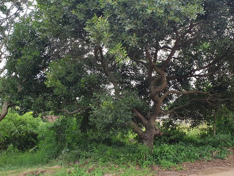 Vacant Land for sale in palm lakes  - Photo 6