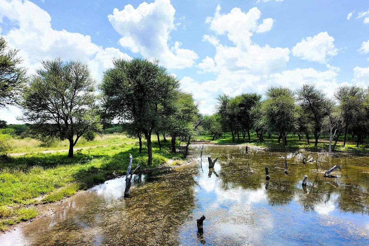 FIVE STAR Luxury Lifestyle Game farm Ellisras  - Photo 5