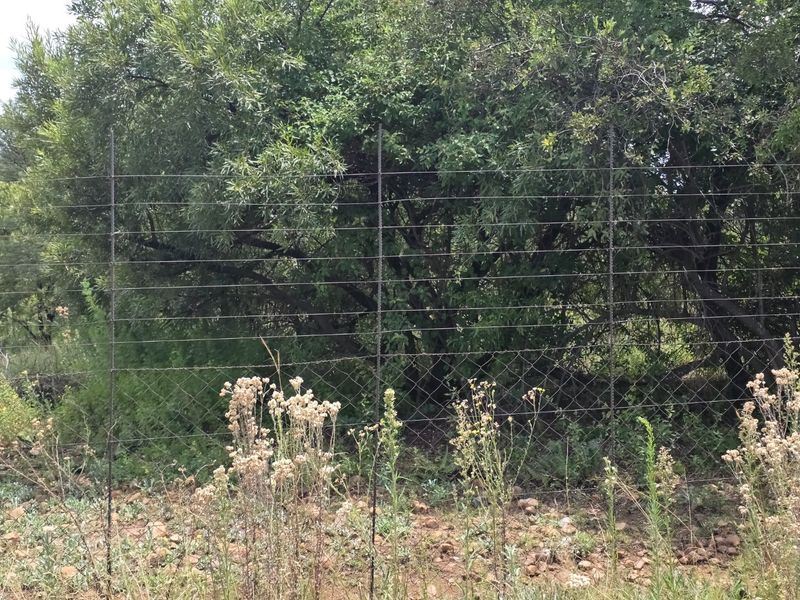 Freestanding Full-Title Smallholding for Sale – Prime Virgin Ground at a Giveaway Price! - Photo 10