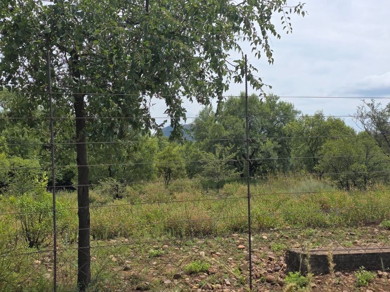 Freestanding Full-Title Smallholding for Sale – Prime Virgin Ground at a Giveaway Price! - Photo 8