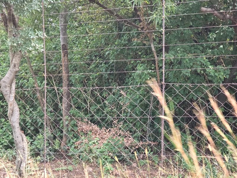 Freestanding Full-Title Smallholding for Sale – Prime Virgin Ground at a Giveaway Price! - Photo 10