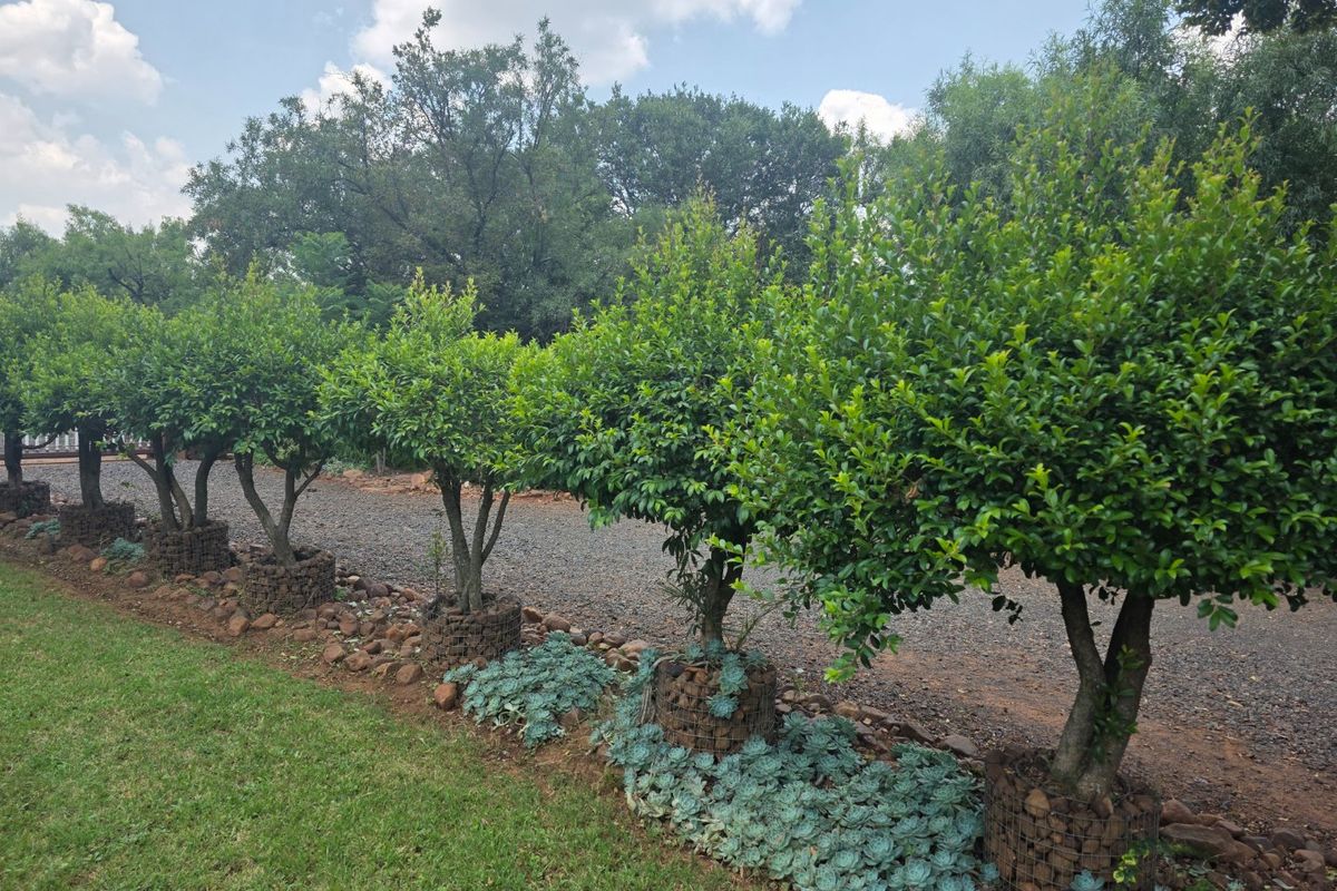 Charming Hartbeespoort Farm with Pool, Loft area and Flatlet - Photo 2