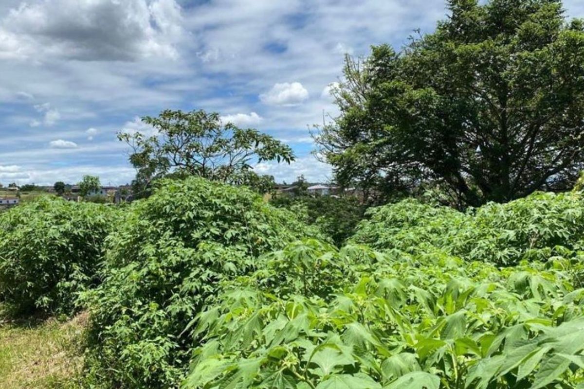 Vacant land opportunity in Clermont - Photo 3