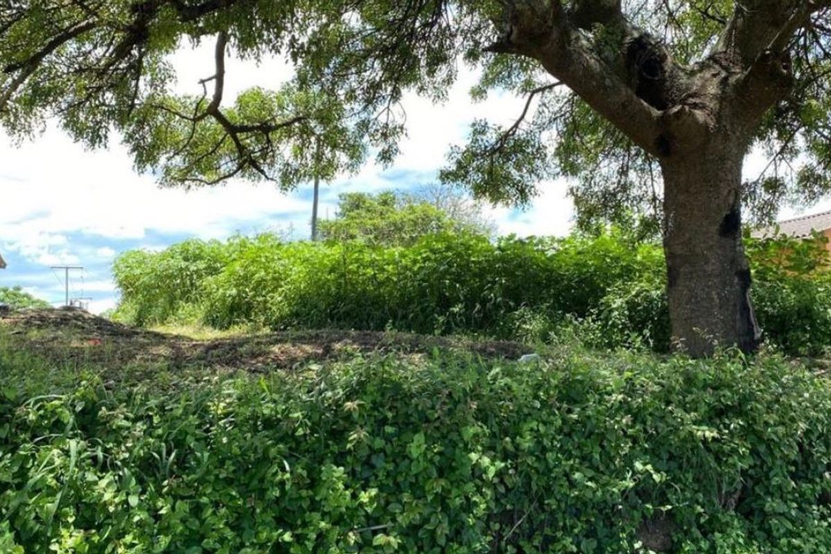 Vacant land opportunity in Clermont - Photo 4