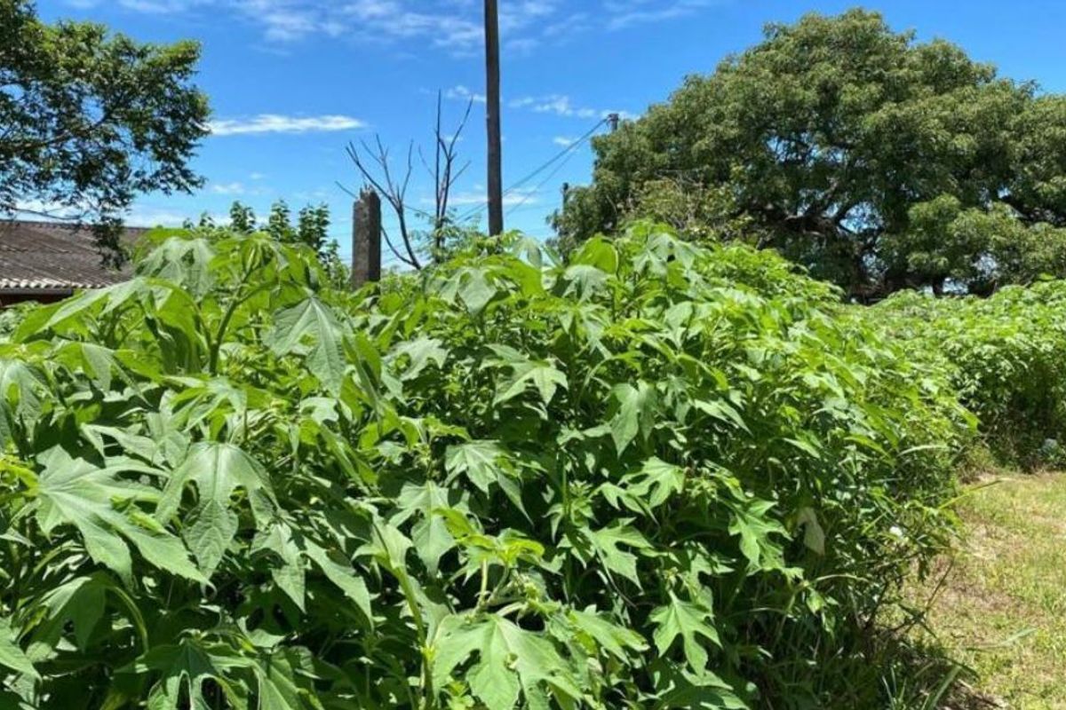 Vacant land opportunity in Clermont - Photo 5