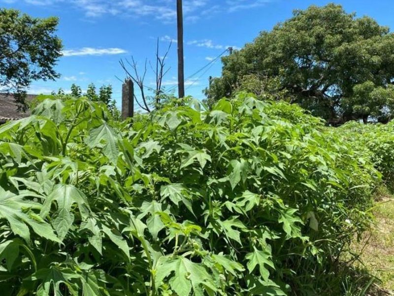 Vacant land opportunity in Clermont - Photo 5