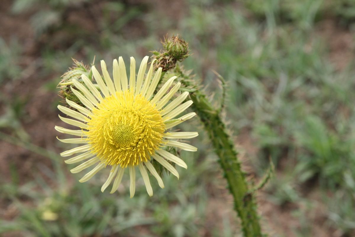 La Camargue Vacant Stand for Future Dreams - 70% sold out. - Photo 5