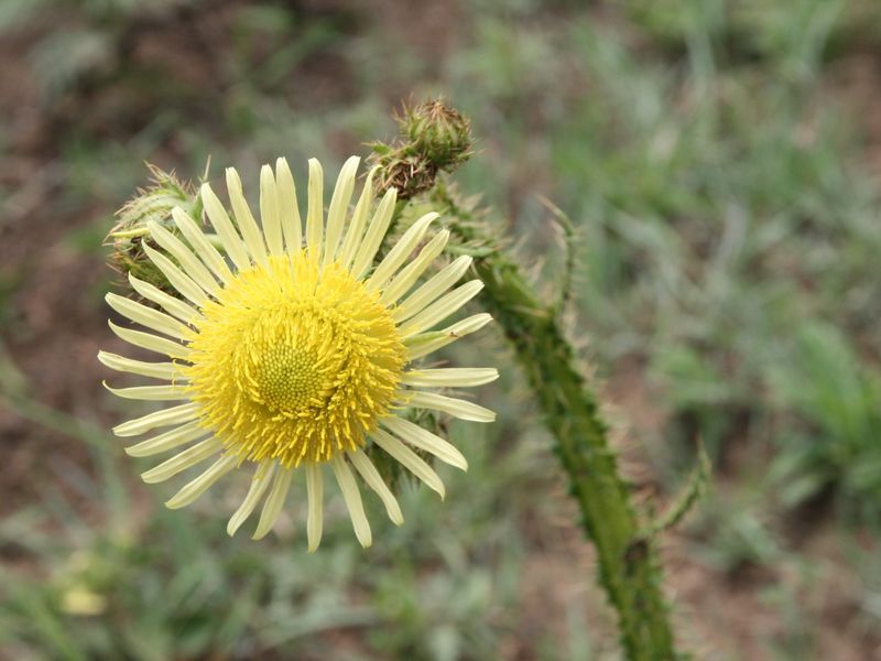 La Camargue Vacant Stand for Future Dreams - 70% sold out. - Photo 5