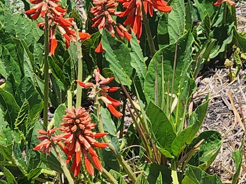 La Camargue Vacant Stand for Future Dreams - 70% sold out. - Photo 6