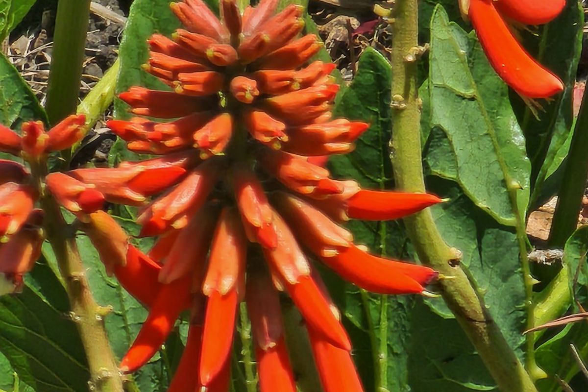 La Camargue Vacant Stand for Future Dreams - 70% sold out. - Photo 4