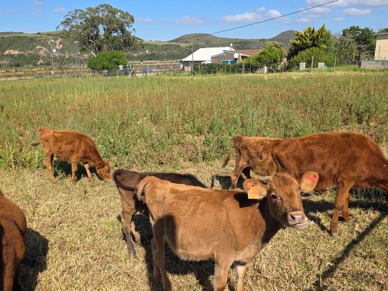 Vacant Land For Sale... Rural Community... Close to Hartenbos !!! - Photo 10