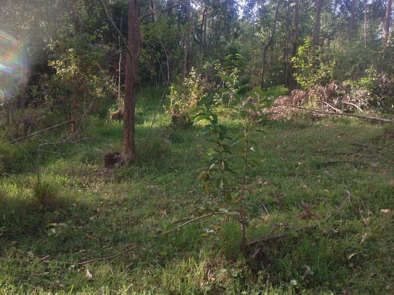 Vacant land for sale in Dlangezwa,Ongoye. - Photo 7