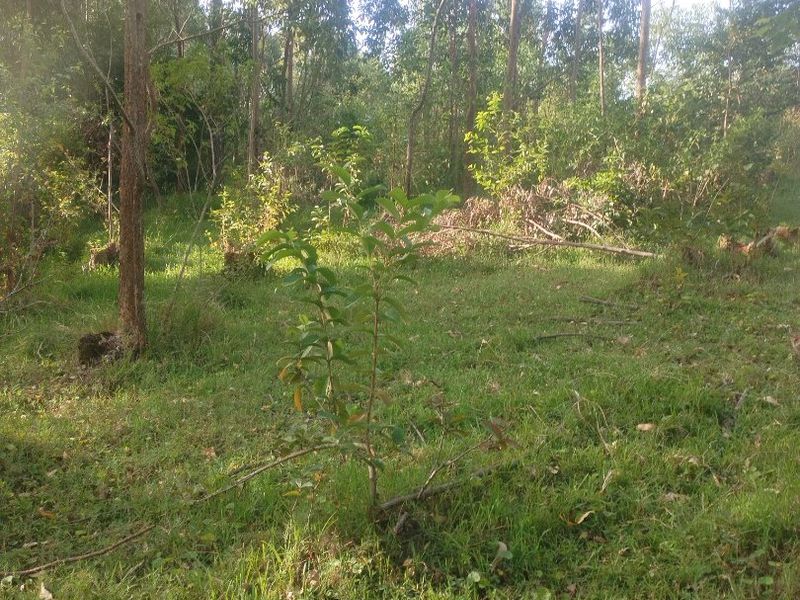 Vacant land for sale in Dlangezwa,Ongoye. - Photo 6