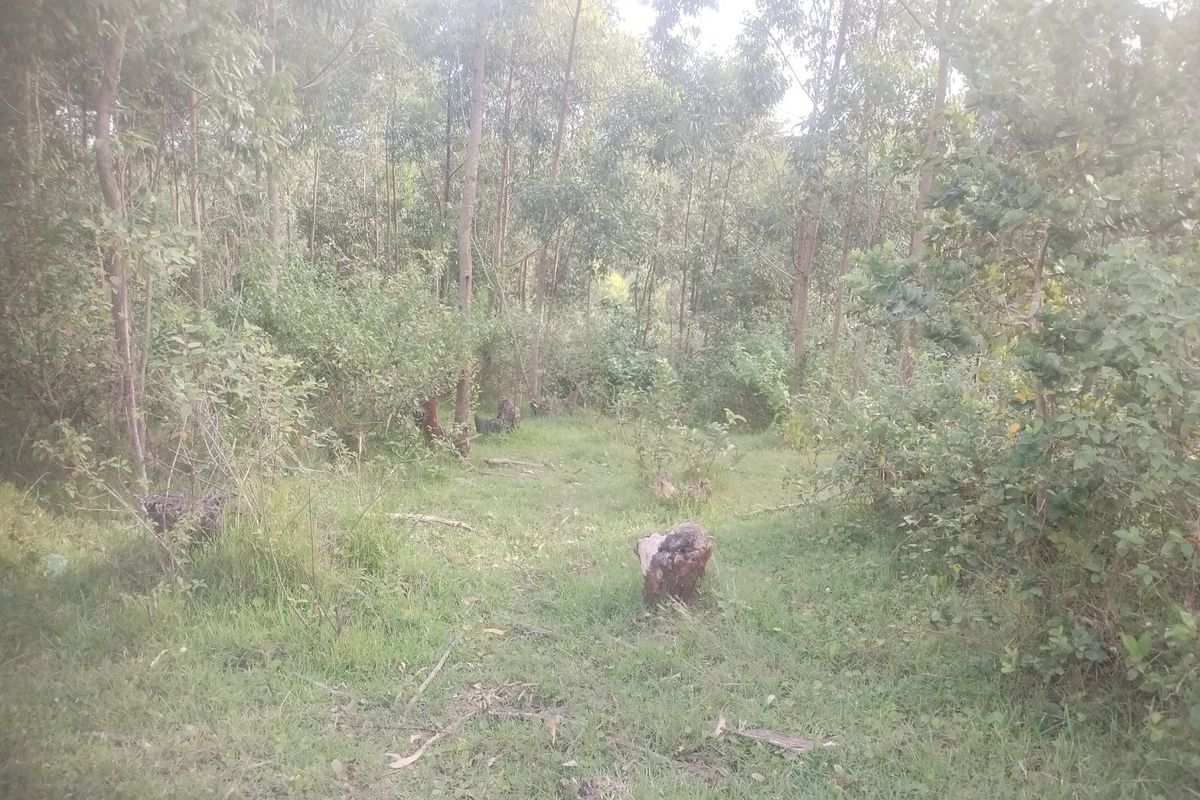 Vacant land for sale in Dlangezwa,Ongoye. - Photo 2