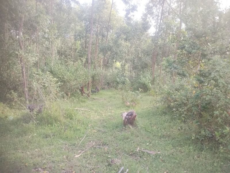 Vacant land for sale in Dlangezwa,Ongoye. - Photo 2