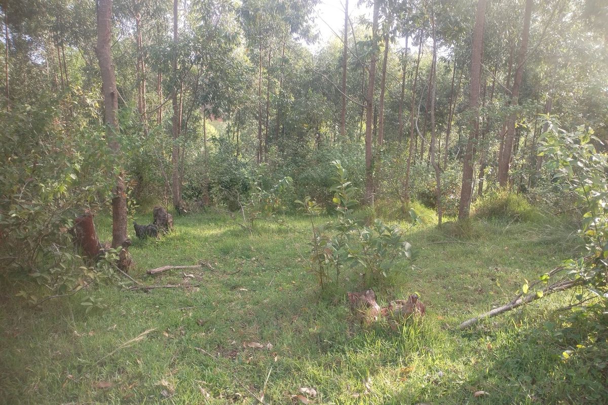 Vacant land for sale in Dlangezwa,Ongoye. - Photo 5