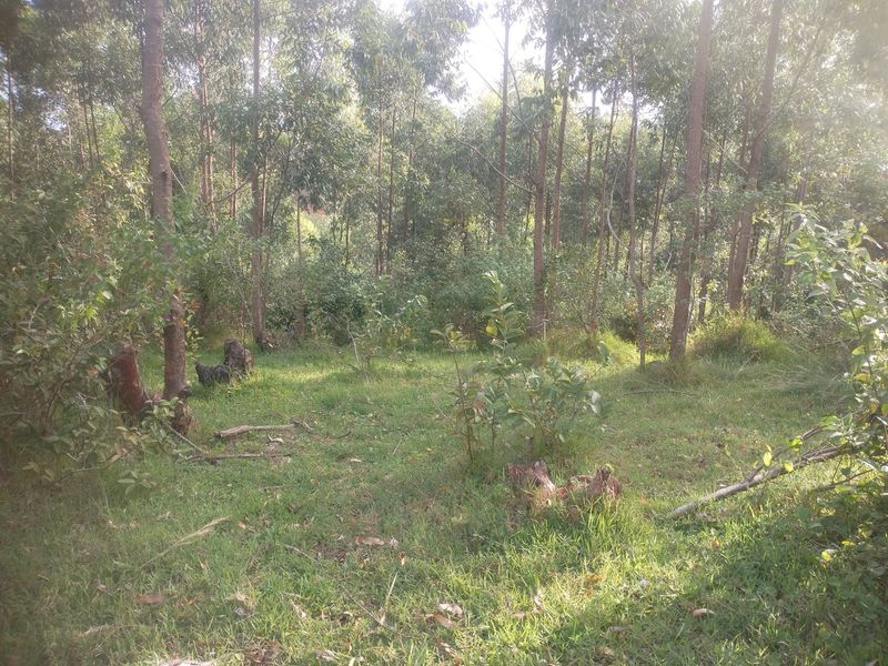 Vacant land for sale in Dlangezwa,Ongoye. - Photo 5