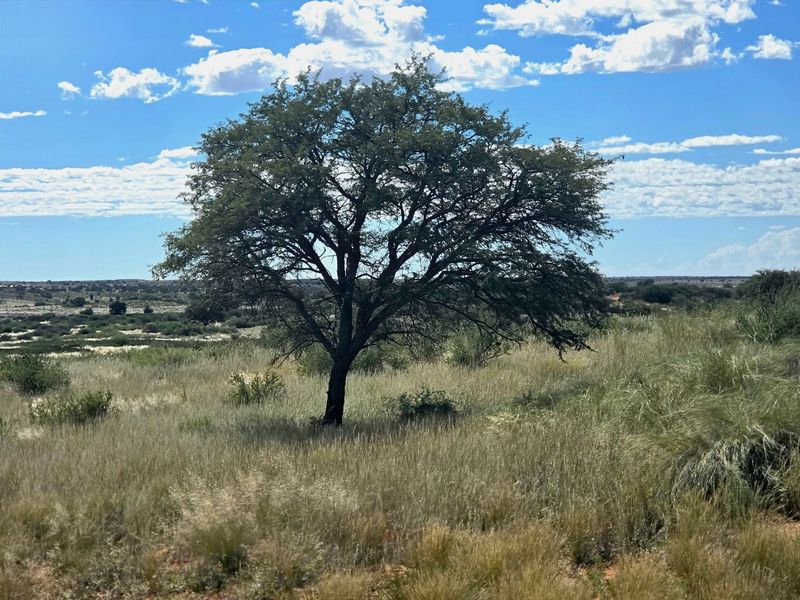 Exceptional Kalahari Farm – Golden Mile, Molopo River - Photo 6
