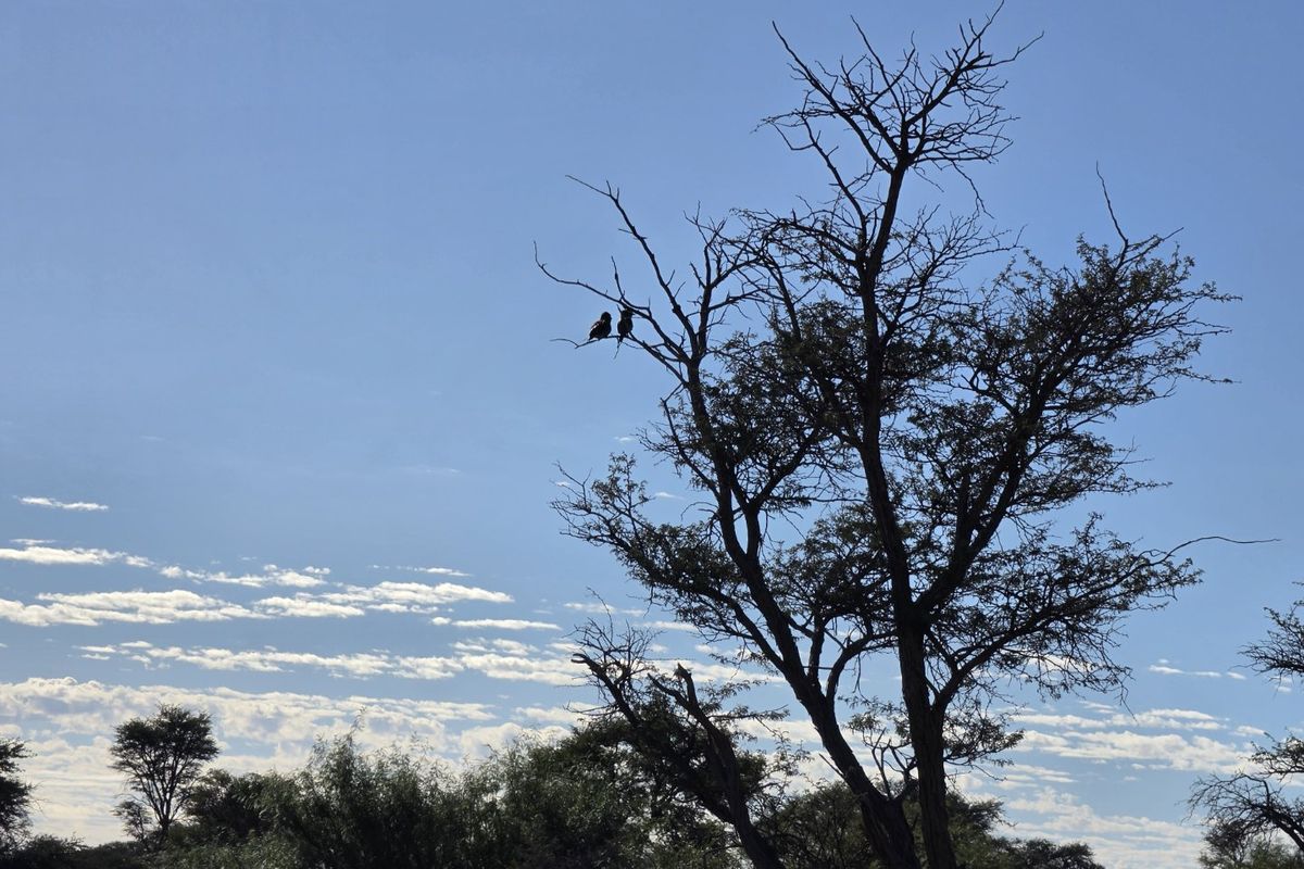 Exceptional Kalahari Farm – Golden Mile, Molopo River - Photo 5