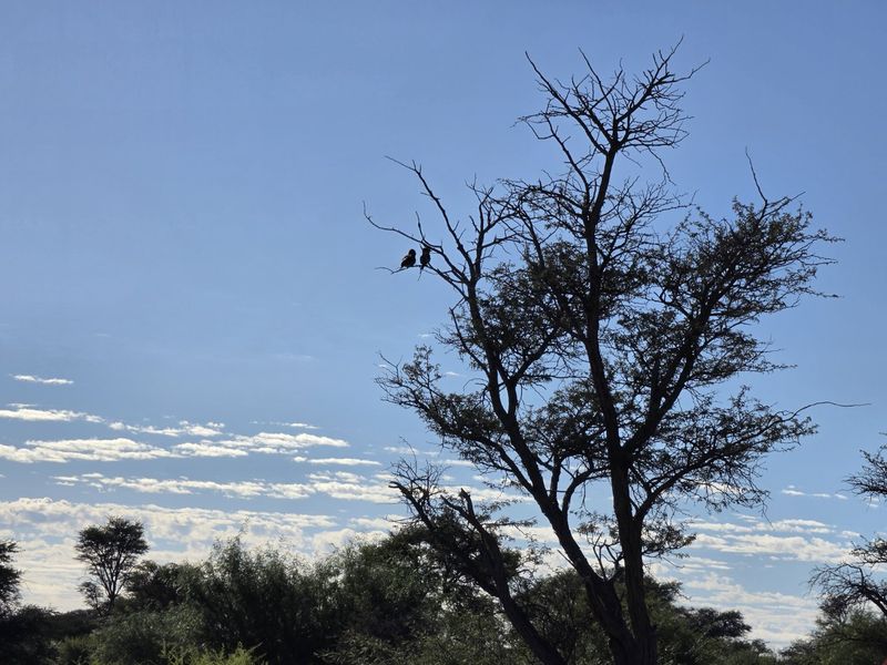 Exceptional Kalahari Farm – Golden Mile, Molopo River - Photo 5