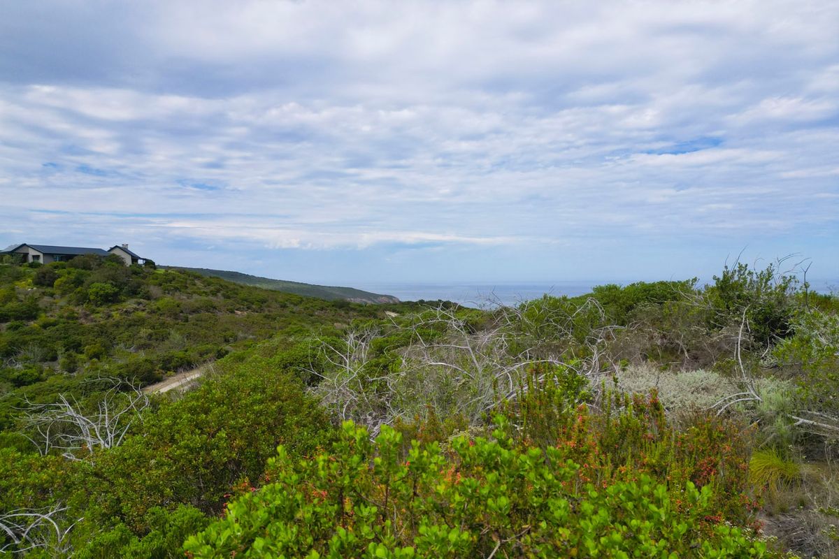 A scenic view of the coastal landscape featuring native vegetation and distant ocean horizon.